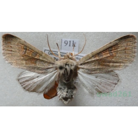 Orthosia miniosa (Denis & Schiffermüller, 1775) Deutschland91k